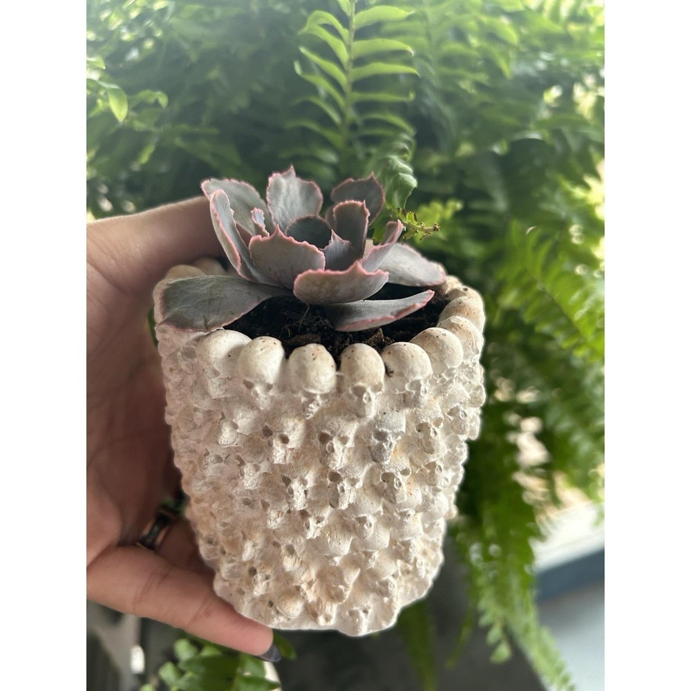 Skull Concrete Planter – Handmade Cement Succulent Pot, Handmade In Texas - Picture 3 of 11